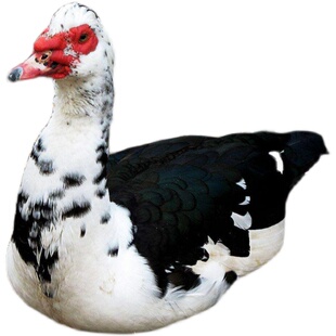 黄山农家正宗散养藤子红脸番鸭 土番鸭藤子老土豚鸭 鲜活顺丰