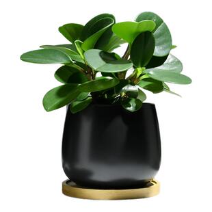 碧玉盆栽室内绿植办公室桌面绿植含黑陶瓷盆易养护桌面装饰简约风