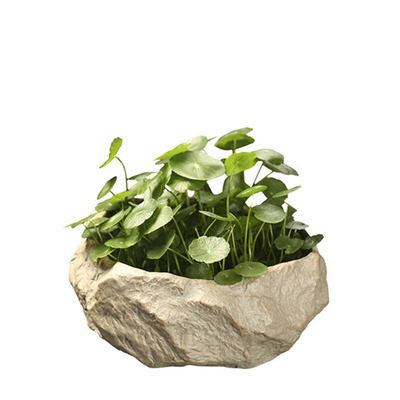 铜钱草盆景绿萝水培植物好养室内花草招财金钱草四季常青盆栽绿植