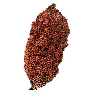 粘糯高粱种子杂交高粱种子矮杆高粱抗旱高酿酒高粱籽甜高粱春季播