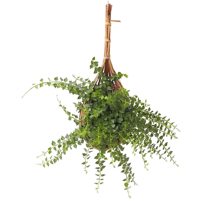 观叶吊兰四季常绿阳台钻石翡翠