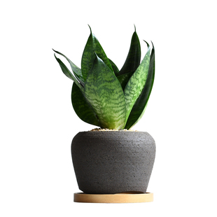 虎皮兰办公室桌面绿植室内净化空气耐阴小盆栽金边短叶虎尾兰绿植