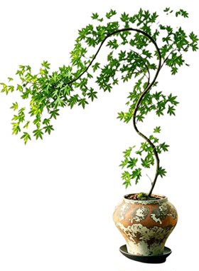 精品造型流泉枫盆栽盆景绿植