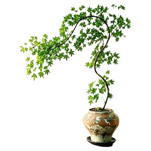 流泉枫盆景绿植室内客厅盆栽红枫老桩桌面阳台树木耐寒耐热植物