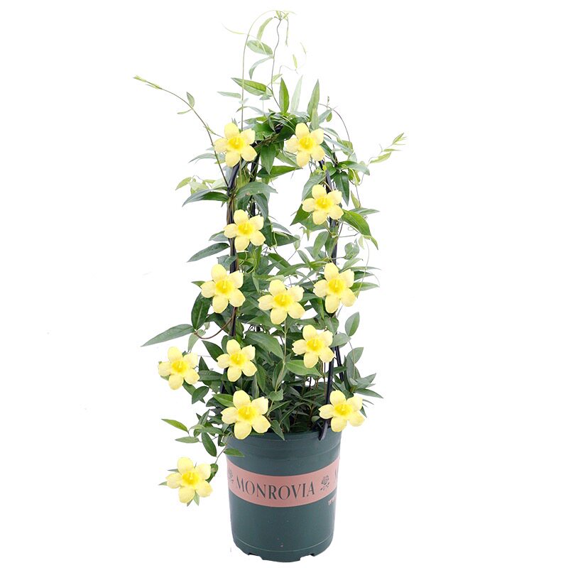 绿植法国香水冬季耐寒茉莉花苗