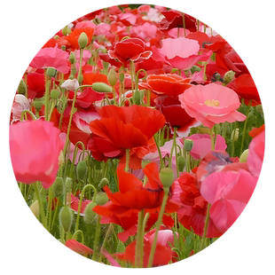 虞美人花种籽四季播种开花易活室外野花组合太阳花冰岛耐寒花种子