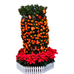 年桔盆栽四季桔子朱砂桔带果桃花树年宵花大型公司工厂金桔年橘树