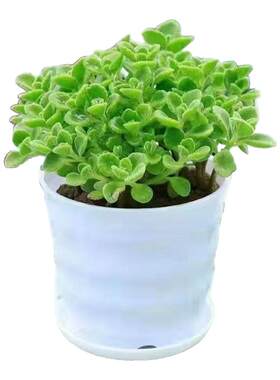 一抹香香味盆栽浓香型绿植客厅阳台驱蚊驱虫碰碰香多肉植物带盆土