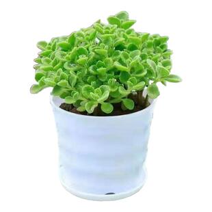 一抹香香味盆栽浓香型绿植客厅阳台驱蚊驱虫碰碰香多肉植物带盆土