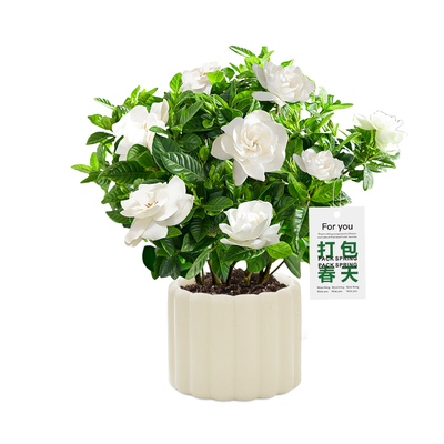 【办公桌面绿植】浓香栀子花盆栽