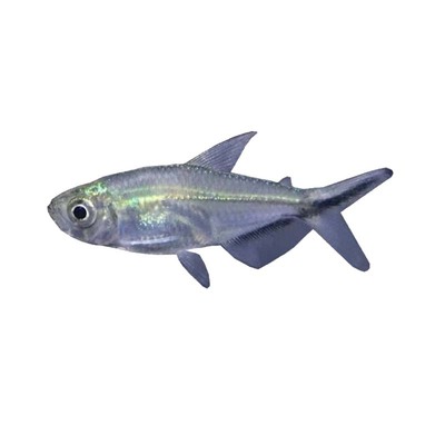 黑尾大勾热带鱼观赏鱼草缸群游鱼