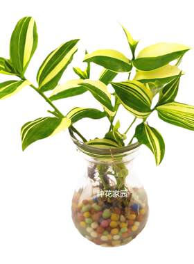 吊兰观叶植物室内阳台庭院绿植