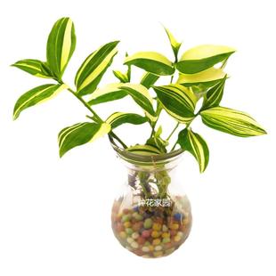 青白玉油画吊兰花叶吊竹梅阳台庭院盆栽观叶垂吊植物耐旱小绿植