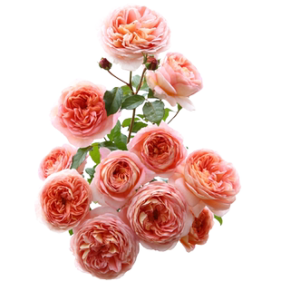 亚伯拉罕月季花大苗奥斯汀大花浓香阳台庭院绿植物盆栽多季开花卉