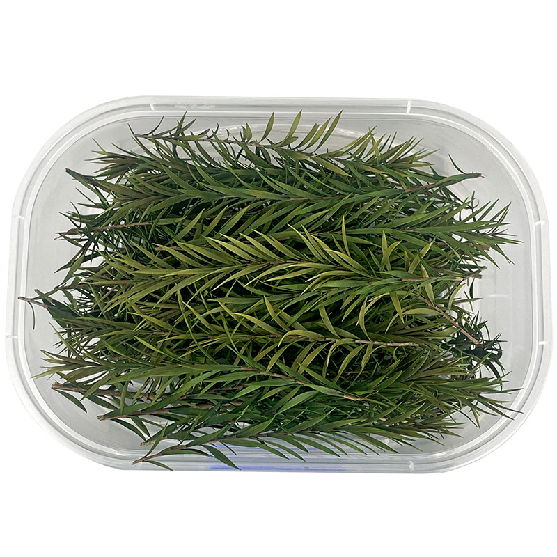 千层金diy干花植物墙配材 小叶尤加利叶绿植装饰摆件 云南苹果叶