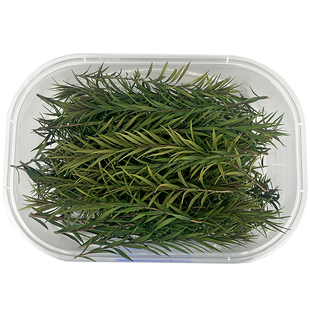 千层金diy干花植物墙配材 小叶尤加利叶绿植装饰摆件 云南苹果叶