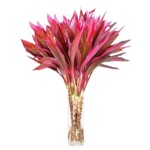 富贵竹水培绿植物盆栽客厅紫竹鸿运招财竹子办公室内桌面好养花卉