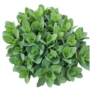 八宝景天盆栽植物蝎子草 三七草 阳台庭院绿植蚊虫叮咬多肉植物