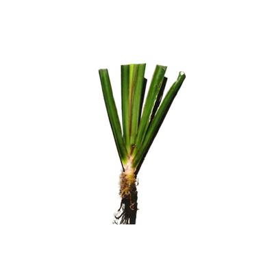 石菖蒲水草懒人养龟高效净化水质