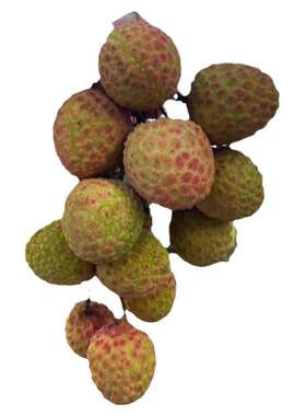 增城挂绿荔枝苗清甜核小嫁接荔枝