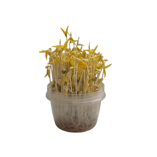 小学生儿童植物观察盒绿豆芽生长种植盘水培小盆栽幼儿园实验作业