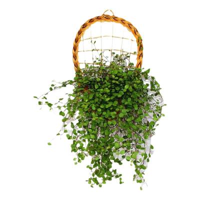 千叶吊兰室内窗台净化空气