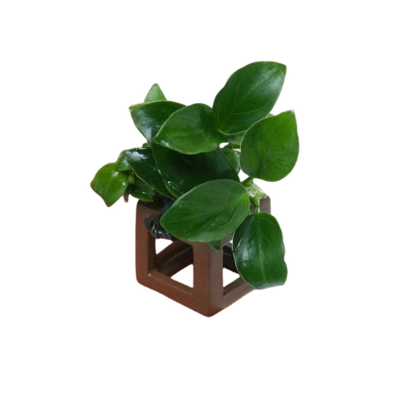 迷你小水榕方陶定植/小缸造景装饰/虾缸虾窝躲避水草/活体真水草