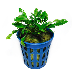 小椒草椒草类绿温蒂鱼缸造景装饰水族箱活体中前景净化水质易活