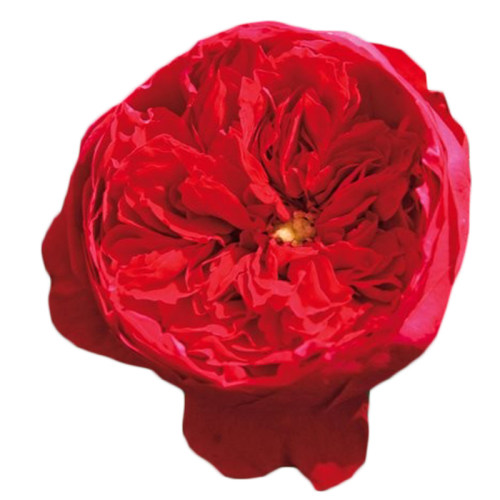 虹越爬墙藤本大苗月季粉龙沙宝石蓝色阴雨佛罗伦蒂娜盆栽多季开花