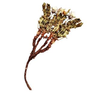 蒲公英根干草野生纯天然农家腺整株带根中药材婆婆丁泡茶