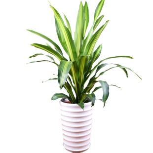 巴西铁书房观叶绿绿植客厅水培植物庭院花卉阳台巴西木盆栽龙血树