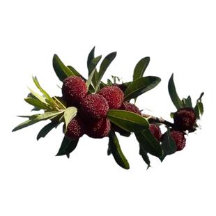 2024头茬新货 杨梅干  除了杨梅啥也没有 自然酸甜味150g 零食