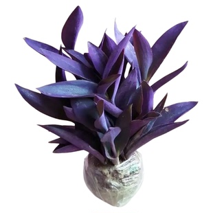 紫竹梅盆栽花镜绿植庭院植物别墅造景绿植适合懒人养的花易活四季