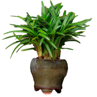 姬麦冬日本山野草小盆栽盆景茶台办公桌摆件耐阴室内好养桌面绿植