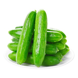 山东现摘水果小黄瓜新鲜青瓜山东蔬菜生吃5斤东北当季非海阳白玉