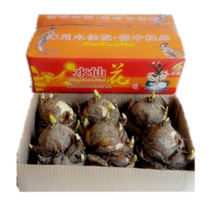 原产漳州水仙花种球种子水养水培植物四季室内阳台冬季花卉盆栽