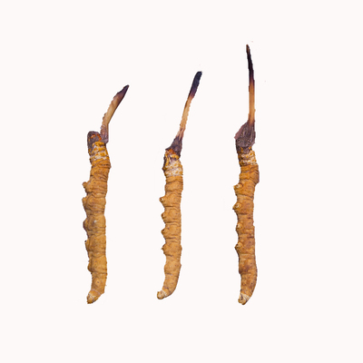 正宗西藏那曲虫草纯野生