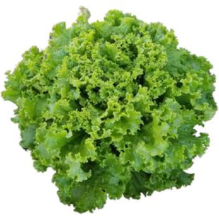 四季玻璃生菜种子种籽孑阳台种菜四季盆栽莱种春季沙拉蔬菜孑菜籽