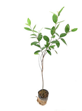 捻子树苗果树果苗盆栽稔山花烂漫