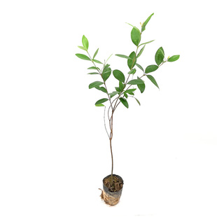 捻子树苗果树捻子果苗山捻子苗乌稔桃金娘山花烂漫果苗盆栽地栽