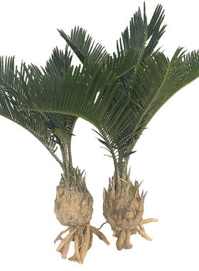 铁树小苗室内外植物庭院净化空气