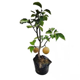 梨树果苗嫁接苗火把梨树丰水梨子树苖地栽当年结果梨树苗果树果苗