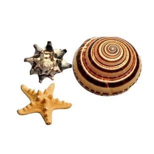 天然海螺贝壳海星 鱼缸造景寄居蟹打孔儿童手工相框diy风铃漂流瓶