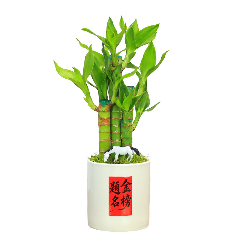文昌竹4支金榜题名室内盆栽