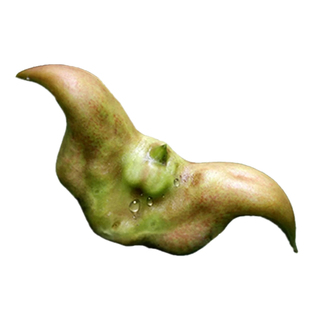 水果红菱角种苗高产大青菱角苗种植水生植物池塘河道绿化改善水质