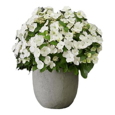 可垂吊绣球花花量大易开花