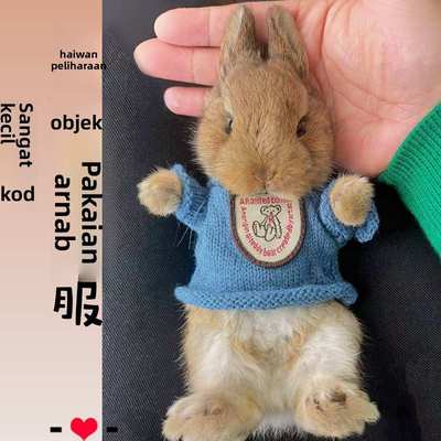 宠物小兔子穿的衣服超小码可爱四季款侏儒兔幼兔荷兰猪豚鼠专用品