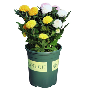 【特A级】乒乓菊花盆栽带花苞多年生宿根植物四季好养每年3次花期
