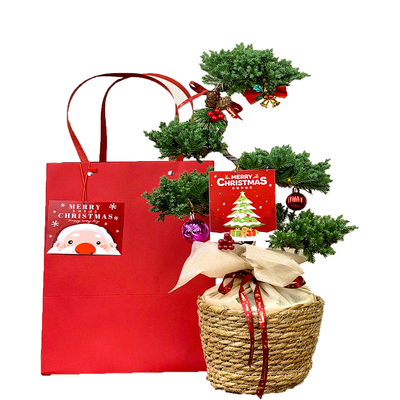 青松圣诞树.创意圣诞节绿植礼品.