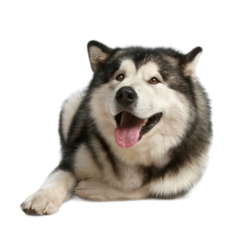 阿拉斯加幼犬纯种双血统狼版熊版雪橇犬宠物狗狗活体小狗活物幼崽